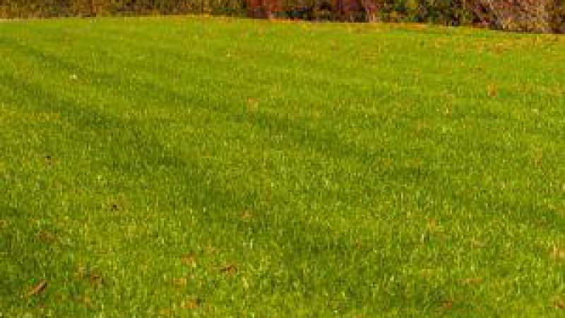 Zasady prawidłowego koszenia trawnika z rolki