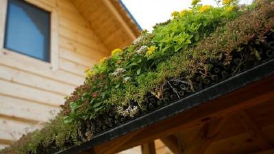 Jakie korzyści ekonomiczne zapewnia zielony dach?
